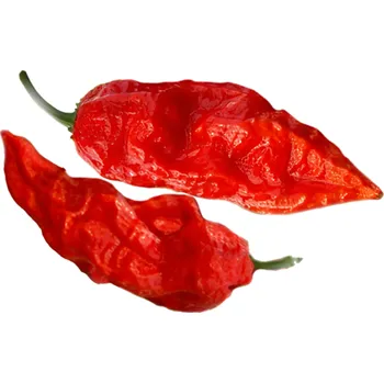 Semeno Bhut Jolokia chilli semínka 10 ks