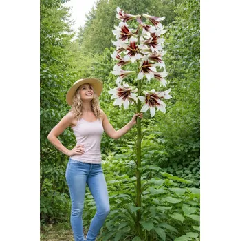 Semeno GIGANT - GIGANTICKÁ LILIE Množství cibulek v jednom balení: 1 ks