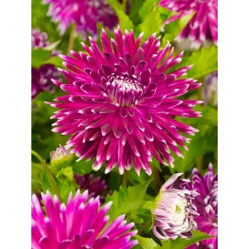 Cibulovina VANCOUVER - FIALOVO-BÍLÁ JIŘINA Množství cibulek v jednom balení: 1 ks