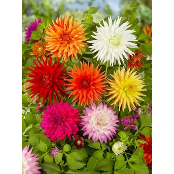 Cibulovina CACTUS MIXED - KAKTUSOVÝ MIX JIŘIN Množství cibulek v jednom balení: 3 ks