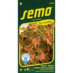 SEMO Africká kopřiva Koleus Colocha…
