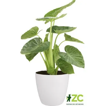 Obal Brussels Classic Wheels - white 35 cm