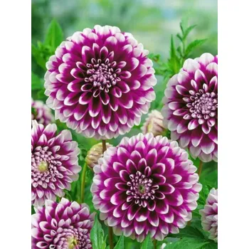 Cibulovina EDINBURGH - FIALOVO-BÍLÁ JIŘINA Množství cibulek v jednom balení: 1 ks