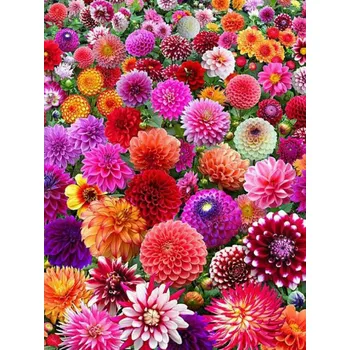 Cibulovina SURPRISE MIX - BAREVNÝ MIX JIŘIN Množství cibulek v jednom balení: 3 ks