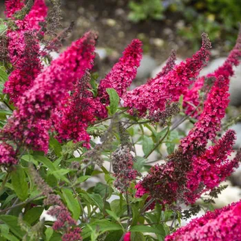 Sazenice KOMULE DAVIDOVA ´PRINCE CHARMING´® kont. 3L