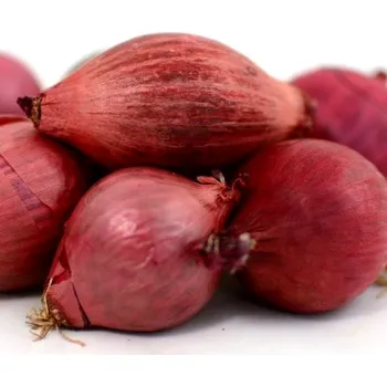 Cibulovina SAZEČKA ŠALOTKA ČERVENÁ ´RED SUN´ 500G