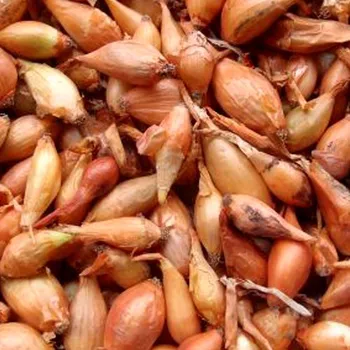 Cibulovina SAZEČKA ´VŠETANA´ 250g