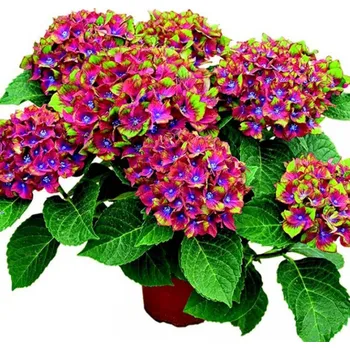 Sazenice HORTENZIE ´SCHLOSS WACKERBARTH´® kont. P9