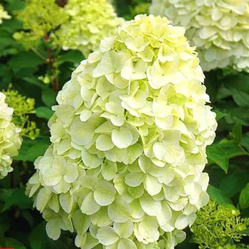 Sazenice HORTENZIE LATNATÁ ´HERCULES´® - P9