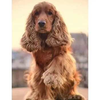 Diamantové malování diamantové malování – kokršpanělův pozdrav 30 × 40 cm