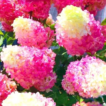 Sazenice HORTENZIE ´FRAISE MELBA®´ kont. P9