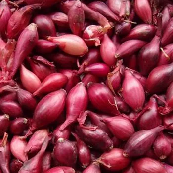 Cibulovina SAZEČKA ČERVENÁ ´KARMEN´ 250g