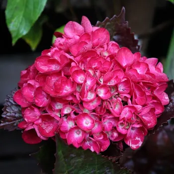 Sazenice HORTENZIE ´MERVEILLE SANQUINEA´ kont. P9