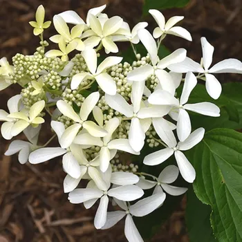 Sazenice HORTENZIE ´GREAT STAR´ kont. P9