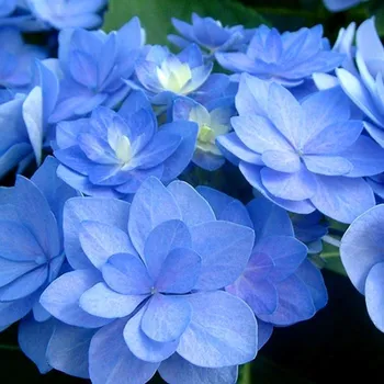 Sazenice HORTENZIE ´ROMANCE´® kont. P9