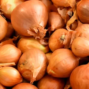 Cibulovina SAZEČKA ŠALOTKA ŽLUTÁ ´GOLDEN GOURMET´ 500g