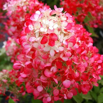 Sazenice HORTENZIE ´DIAMANT ROUGE´ kont. P9