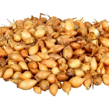 Cibulovina SAZEČKA STURON 250 G