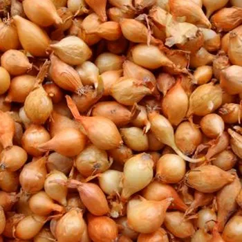 Cibulovina SAZEČKA ŠTUTGART 250g