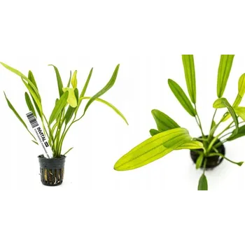 Sazenice Echinodorus Horemani Green (Šípatkovec Horemani Green)