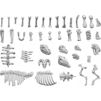 Plastikový model 3D tištěná sada Zvířecí kosti 1:48 - kosti zvířat 52 ks