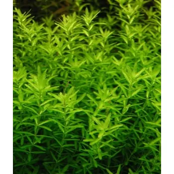 Dekorace do akvária Hemianthus Micranthemoides Velký "Heniek" Rostlina do Akvária Košík XXL