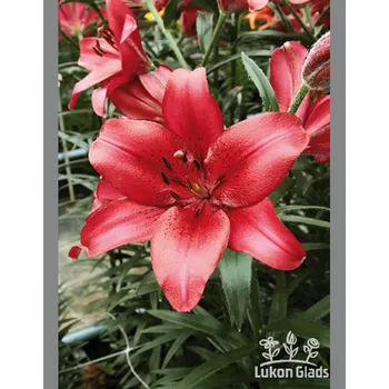 Semeno Lukon Glads Lilie RED COUNTY - lilium