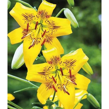 Sazenice Lukon Glads Lilie YELLOW BRUSE - lilium