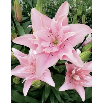 Semeno Lukon Glads Lilie ELODIE - lilium