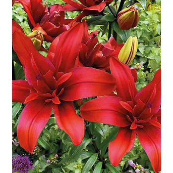 Sazenice Lukon Glads Lilie BALD EAGLE - lilium