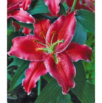 Sazenice Lukon Glads Lilie GOMERA - lilium