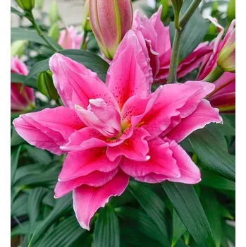 Semeno Lukon Glads Lilie roselily CIARA - lilium
