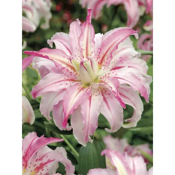 Sazenice Lukon Glads Lilie BROKEN HEART - lilium
