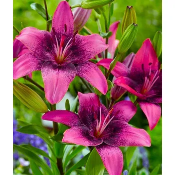 Semeno Lukon Glads Lilie PURPLE DREAM - lilium