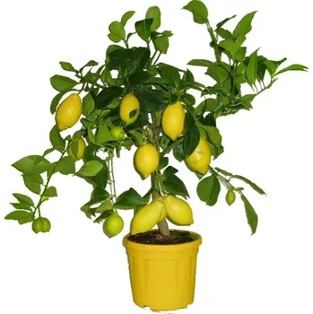 Sazenice Větší citrusový strom citrónovník MEYER RARITA