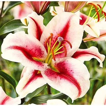 Sazenice Lukon Glads Lilie HACHI - lilium