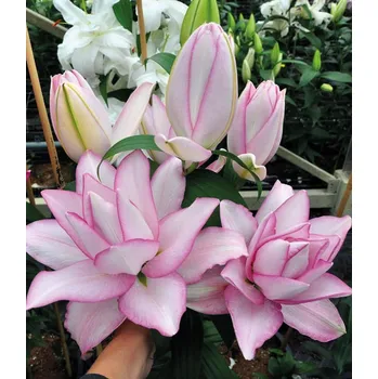 Sazenice Lukon Glads Lilie Roselily ANOUSHKA - lilium