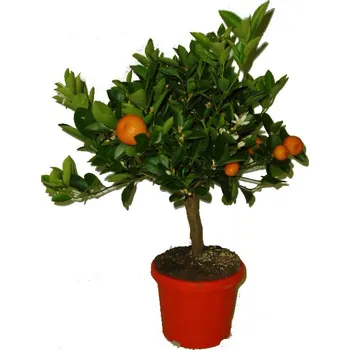 Sazenice Citrusy Calamondin mandarinkový stromek