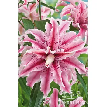 Sazenice Lukon Glads Lilie MAGIC STAR - lilium