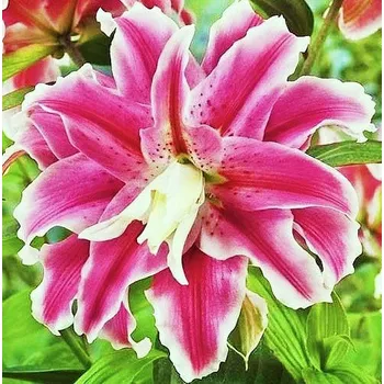 Sazenice Lukon Glads Lilie DISTANT DRUM - lilium