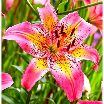 Semeno Lukon Glads Lilie FANCY DANCE - lilium