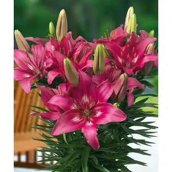 Sazenice Lukon Glads Lilie TRENDY DAKOTA - lilium