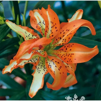 Sazenice Lukon Glads Lilie MUST SEE - lilium