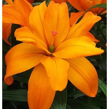 Sazenice Lukon Glads Lilie SCOUBIDOU - lilium