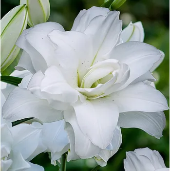 Sazenice Lukon Glads Lilie LOTUS BEAUTY - lilium