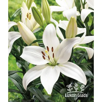 Semeno Lukon Glads Lilie KENT - lilium