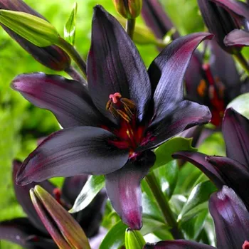 Semeno Lukon Glads Lilie BLACKLIST - lilium