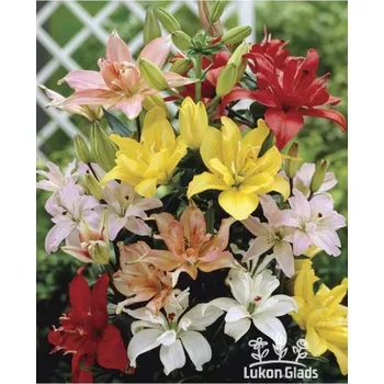 Semeno Lukon Glads Směs asijských, plnokvětých hybridů Množství: 3