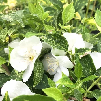 Sazenice PUSTORYL ´INNOCENCE´ kont. 3L