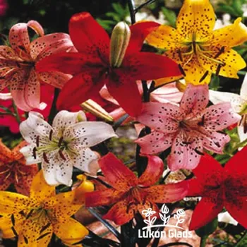 Semeno Lukon Glads Směs asijských, turbánkovitých hybridů Množství: 3